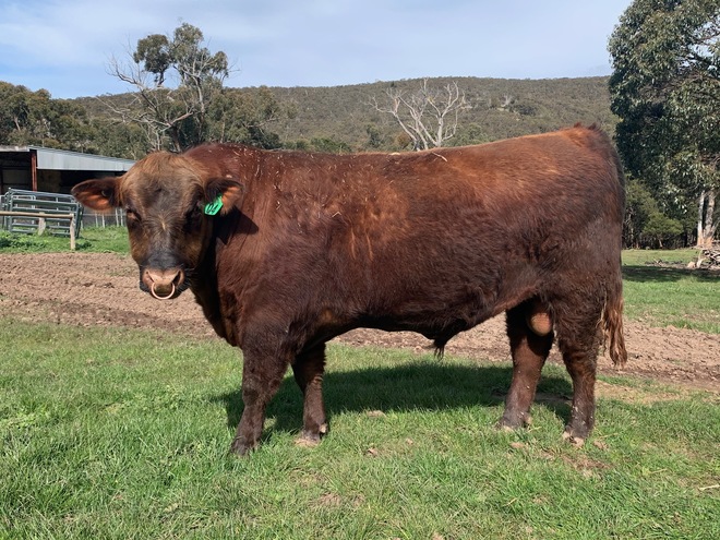 Red Angus Bull - Registered