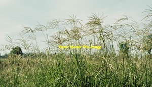 1000 x Round Rhodes Grass 4x3 Hay Bales