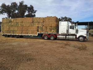 Barley Hay 780kg approx 8x4x3 Bales