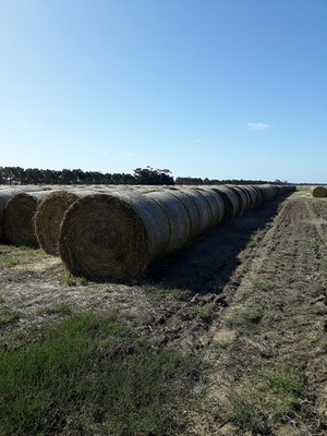 Oaten hay for sale 100 - 5x4 rolls. 2019 season - Sold Per Bale