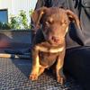 Kelpie Pup’s 