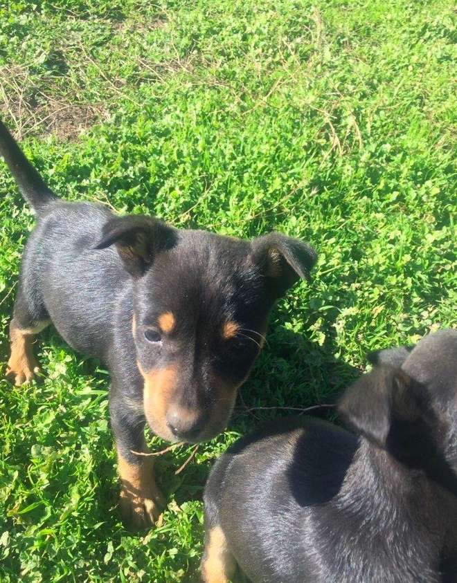 Pure bred kelpie pups for sale