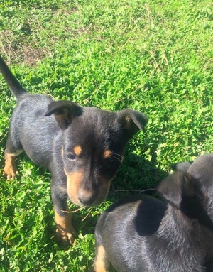 Pure bred kelpie pups for sale