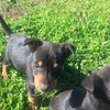 Pure bred kelpie pups for sale
