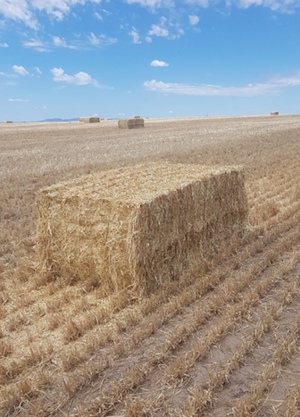 700 7.6ME Barley Straw 540kg 8x4x3HD Bales