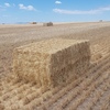 700 7.6ME Barley Straw 540kg 8x4x3HD Bales