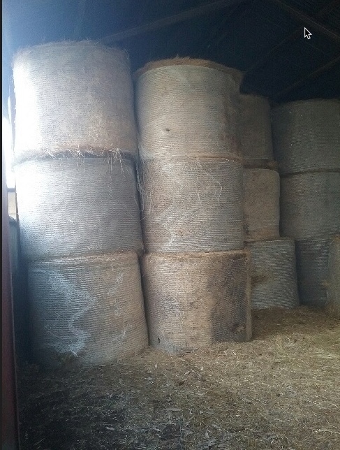 Pasture Hay Rolls 5x 4 Bales  100 Bales approx