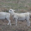 Australian White Ewes and Rams