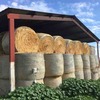 200 Rolls of Pasture Hay off Irrigation