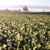 EOI. 2019 season autumn sown Forage Brassica (var. Greenland)