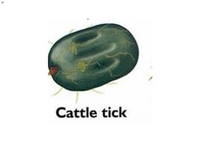 Free Cattle Tick Treatment 