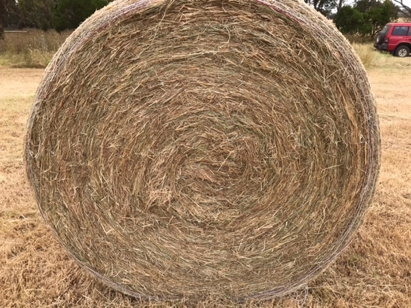 Pasture Hay 