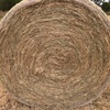 Pasture Hay 
