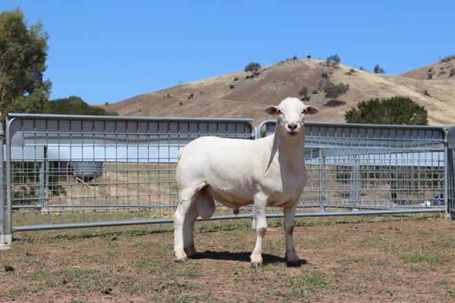 Hillock Australian White Rams 