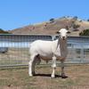 Hillock Australian White Rams 