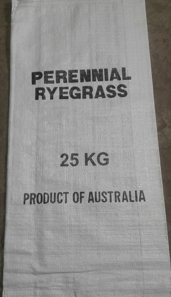 Perennial Ryegrass 