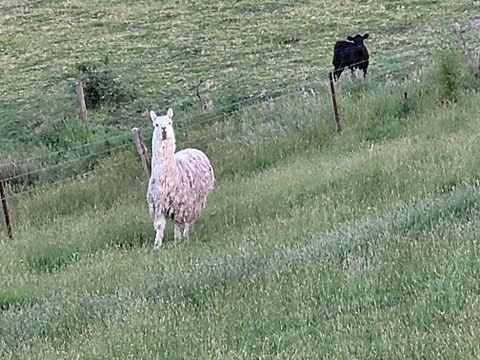 Whether pair of male alpacas