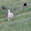 Whether pair of male alpacas