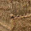 350tonnes New Seasons Wheat Straw