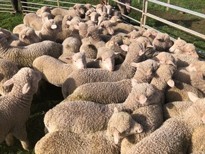 Agistment WANTED - Wind affected barley crops? Bean Stubbles