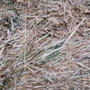 Canola Hay 8x4x3 x 88 Bales