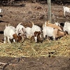350 Bore Goats 