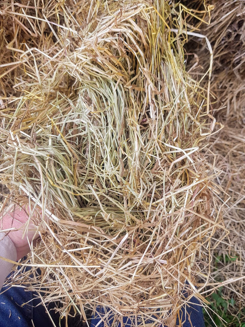 Ryegrass Hay 580kg 8x4x3 HD Bales