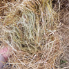Ryegrass Hay 580kg 8x4x3 HD Bales