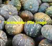 100 m/t of Pumpkins for Stockfeed