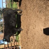 Augus Stud Cow with Bull Calf at Foot  PTIC