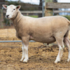 Under Auction - Lot 22 Highlander Ram 190025 (DLE Ram Auction A100 - 10th Sept via Auctionsplus) 