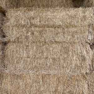 wheat sttaw 