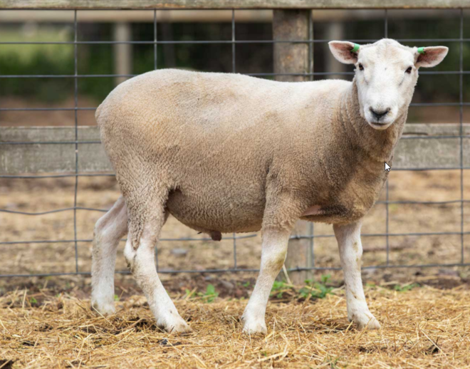 Under Auction - Lot 22 Highlander Ram 190025 (DLE Ram Auction A100 - 10th Sept via Auctionsplus) 