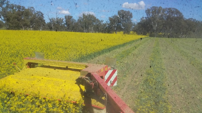 360mt Canola Hay 800kg+ 8x4x3 Bales