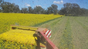 360mt Canola Hay 800kg+ 8x4x3 Bales