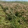 Current season clover and phalaris hay - rolls