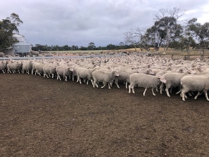 EOI - Approx 700 White Tag & 1200 Orange Tag MPM Merino Breeding Ewes