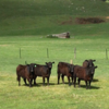 20 EU accredited angus heifers 12 months old