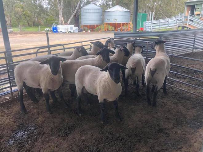 Suffolk Flock Rams