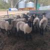 Suffolk Flock Rams