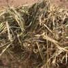 Wheaten Hay 650kg 8x4x3 Bales (1 x B Double) 