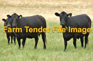 6 x Pure Angus Cows PTIC