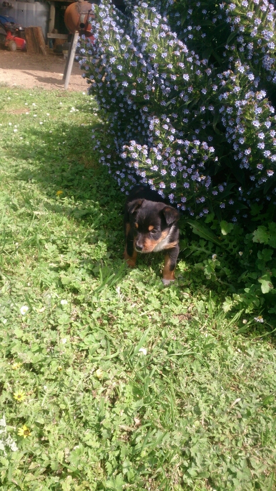 Border collie x kelpie 