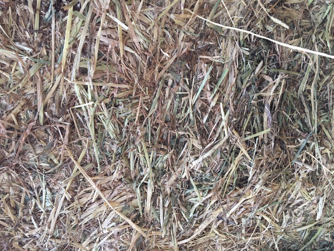 100mt Moby Barley Hay 8x4x3 Bales