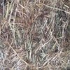 100mt Moby Barley Hay 8x4x3 Bales