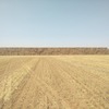 Wheaten Straw:  High Density Bales - 500T (45 min from VIC/NSW border)