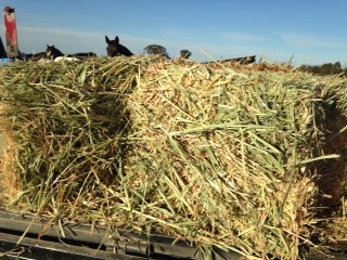 Oaten Hay small bales