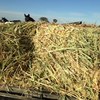 Oaten Hay small bales