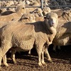 Merino Ewes Scanned In Lamb 