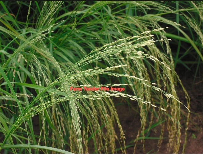 2500 x Teff Hay Small Squares